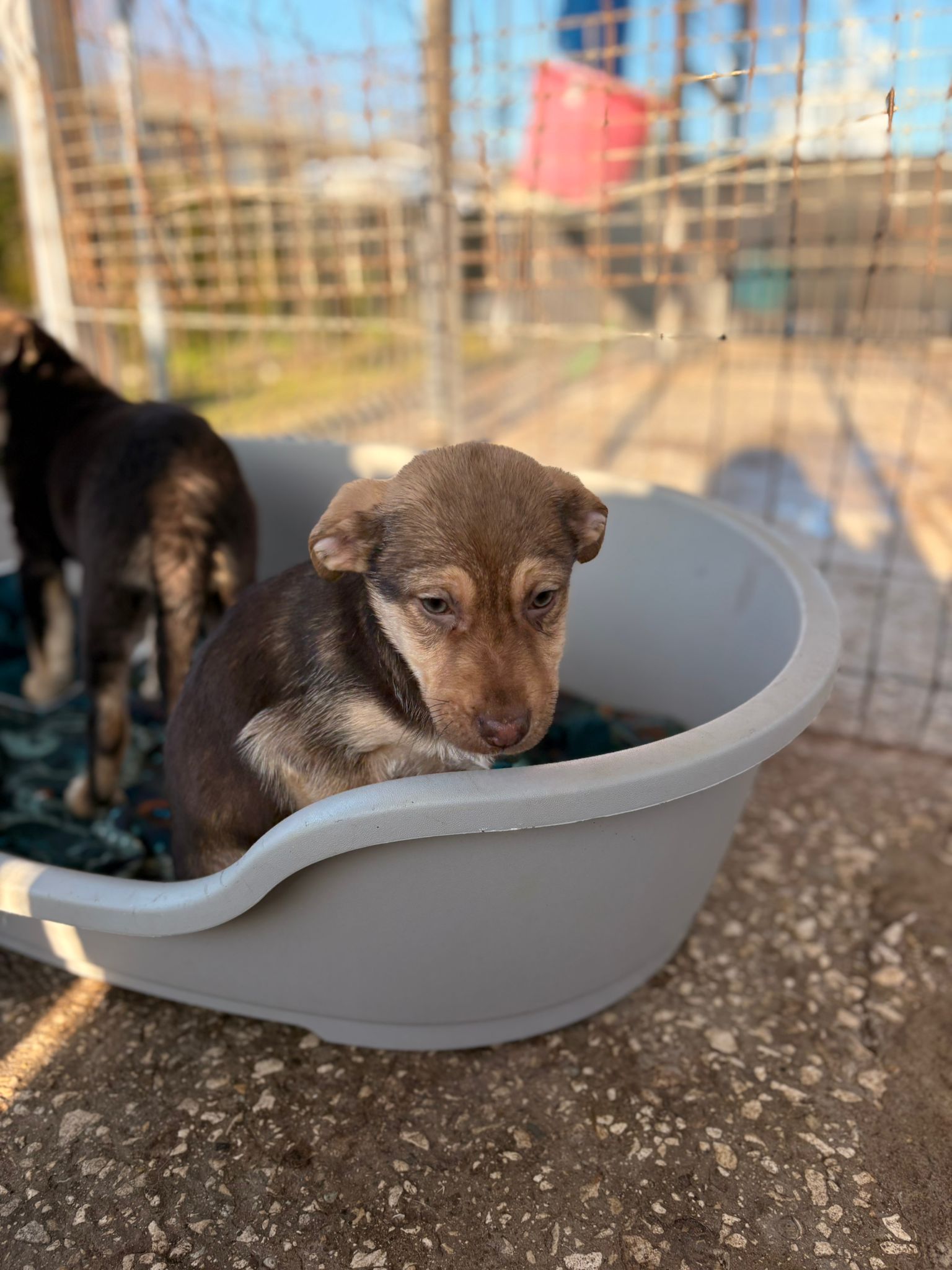 Pokémon Welpen Cresselia