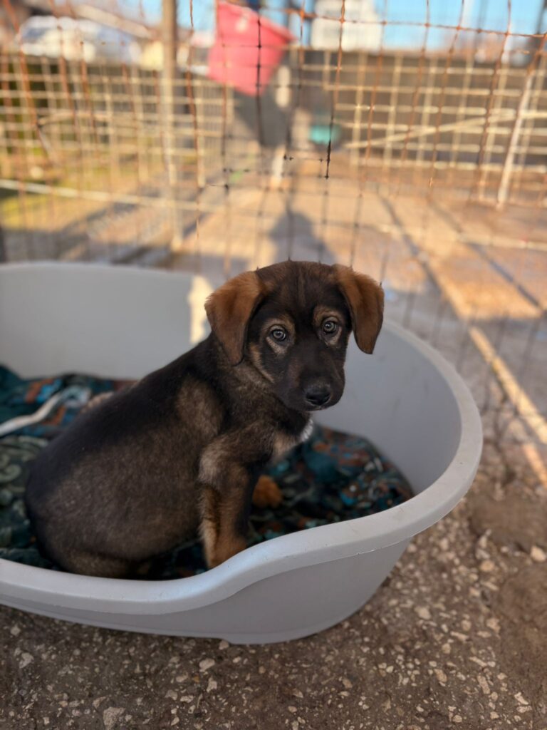 Pokémon Welpen Pamo