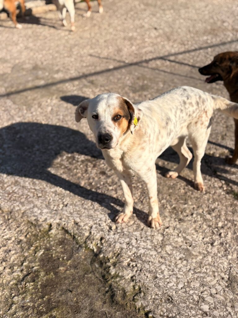 Rüde Pansy adoptieren