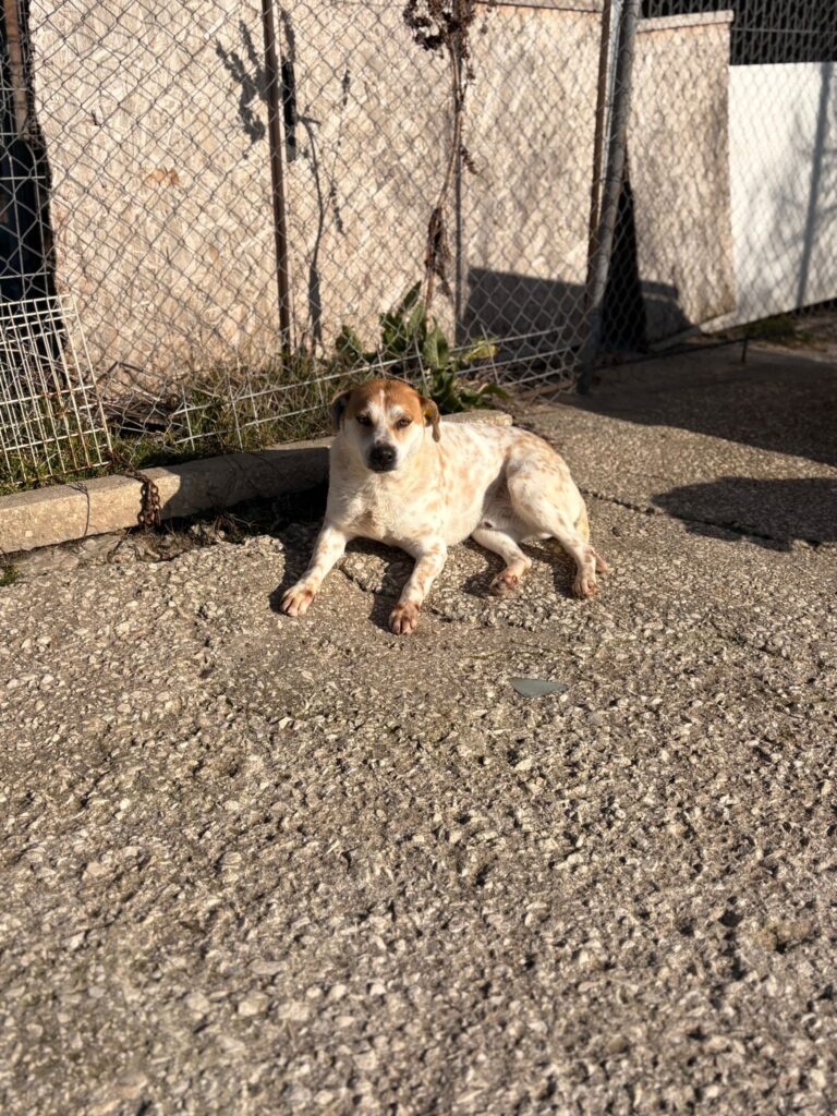 Rüde Garlic adoptieren