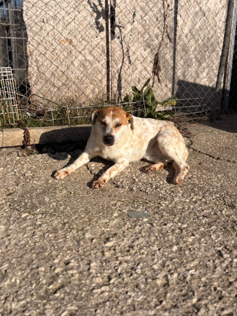 Rüde Garlic adoptieren