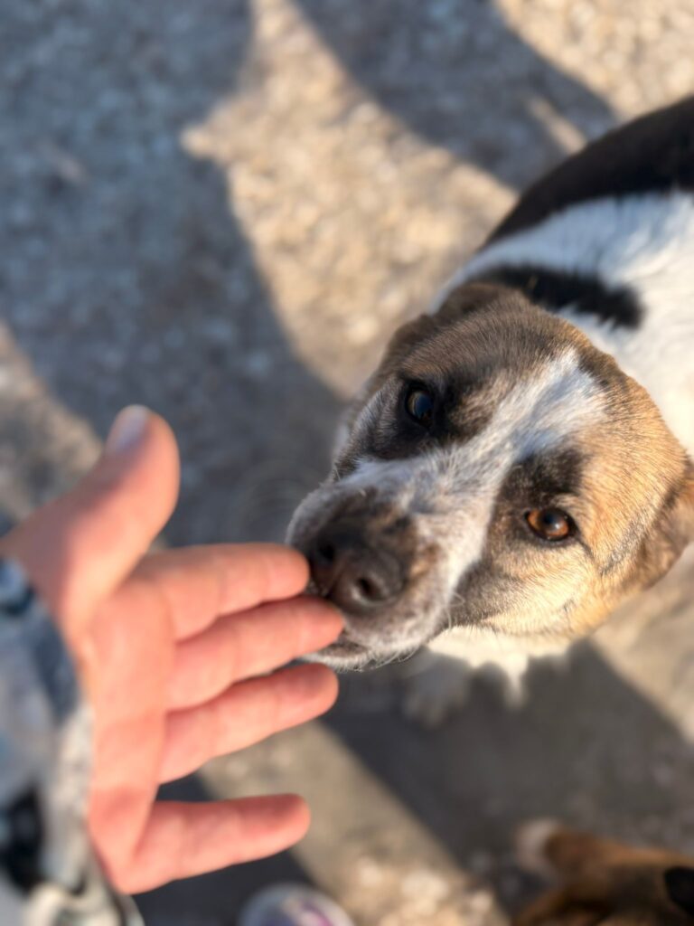 Hündin Amber adoptieren