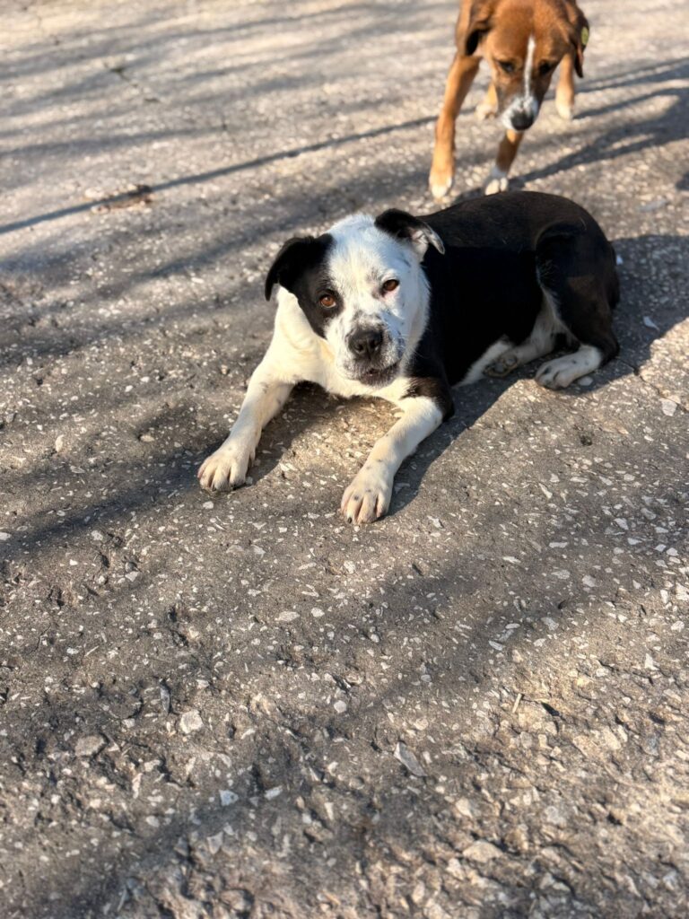 Hündin Mia adoptieren