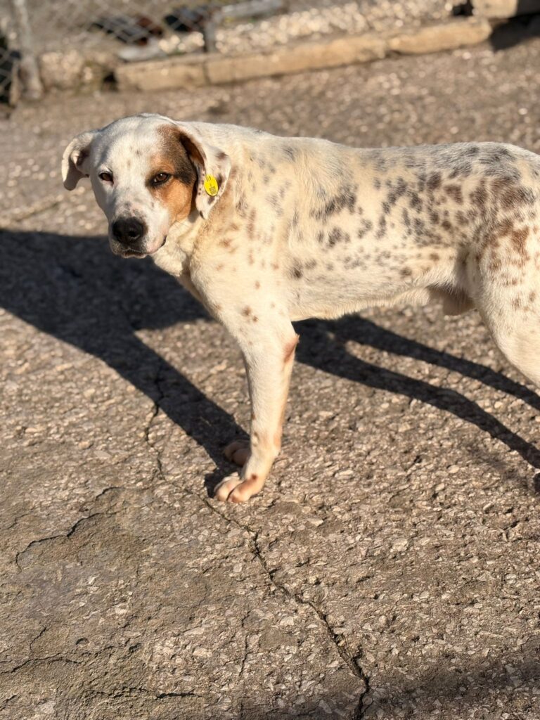 Rüde Pansy adoptieren