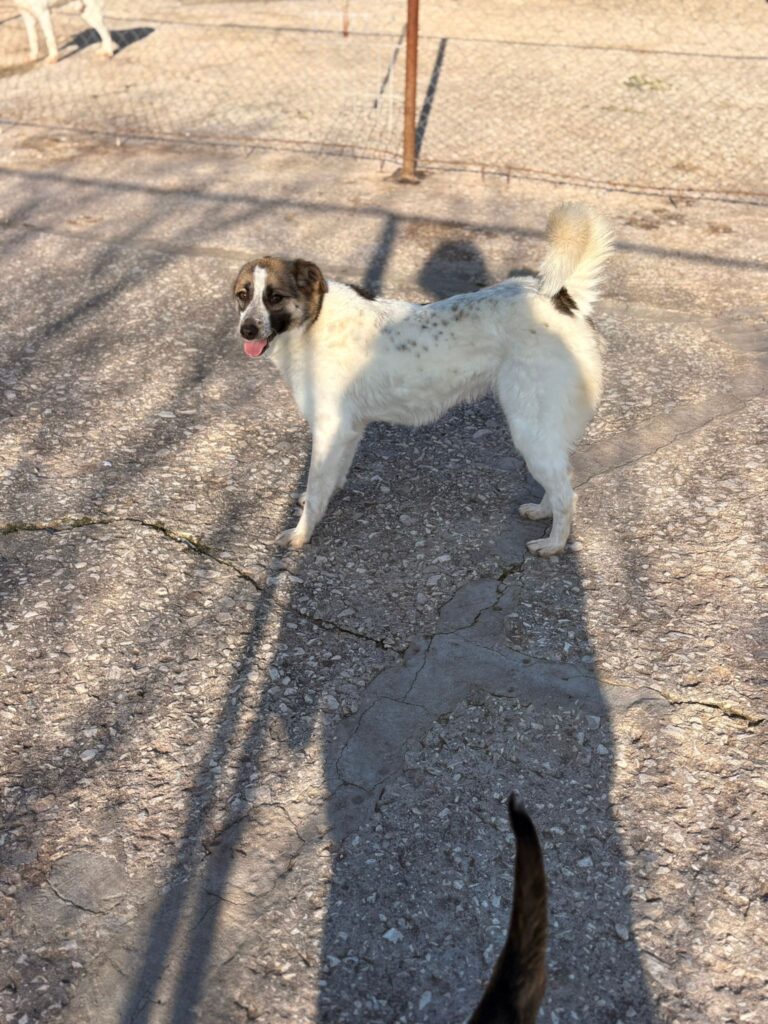 Hündin Amber adoptieren