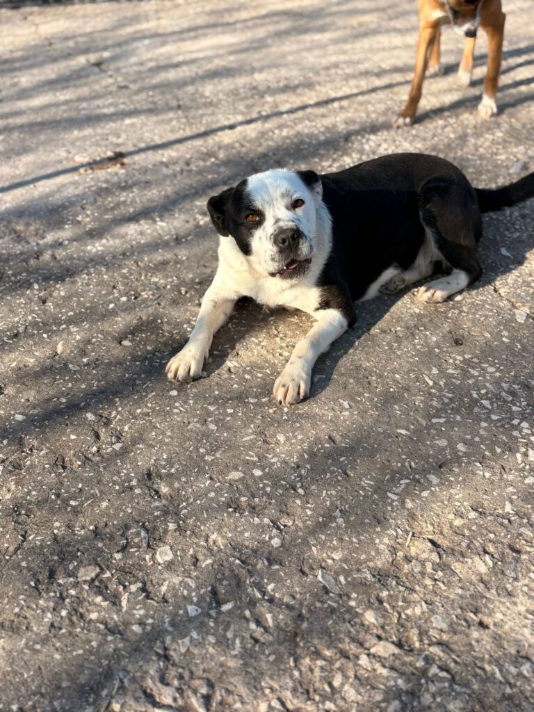 Hündin Mia adoptieren