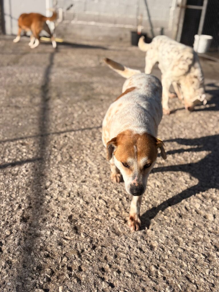 Rüde Garlic adoptieren