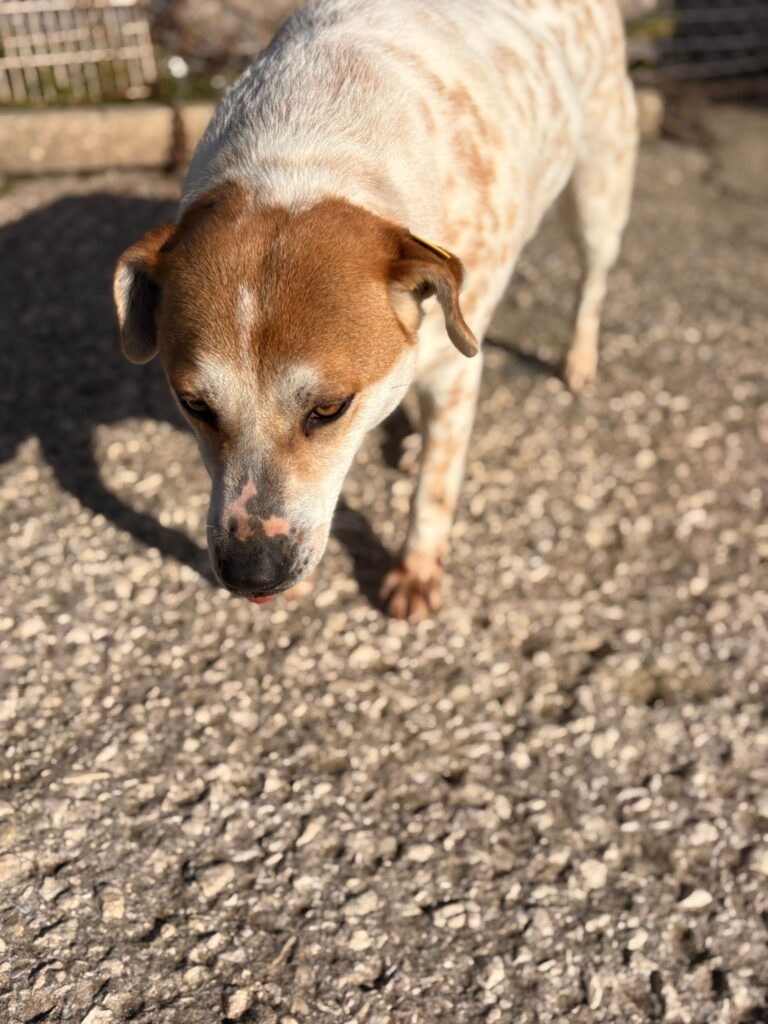 Rüde Garlic adoptieren