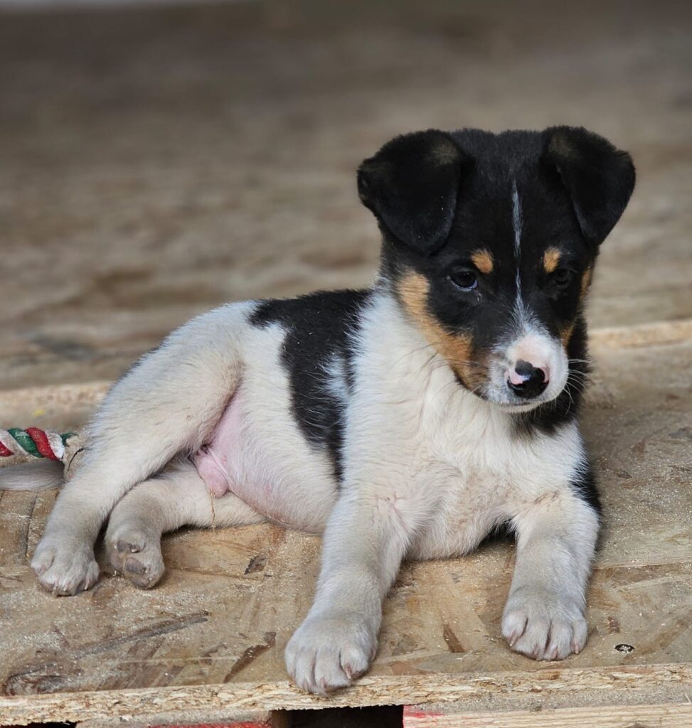 Pokémon Welpen Shiggi