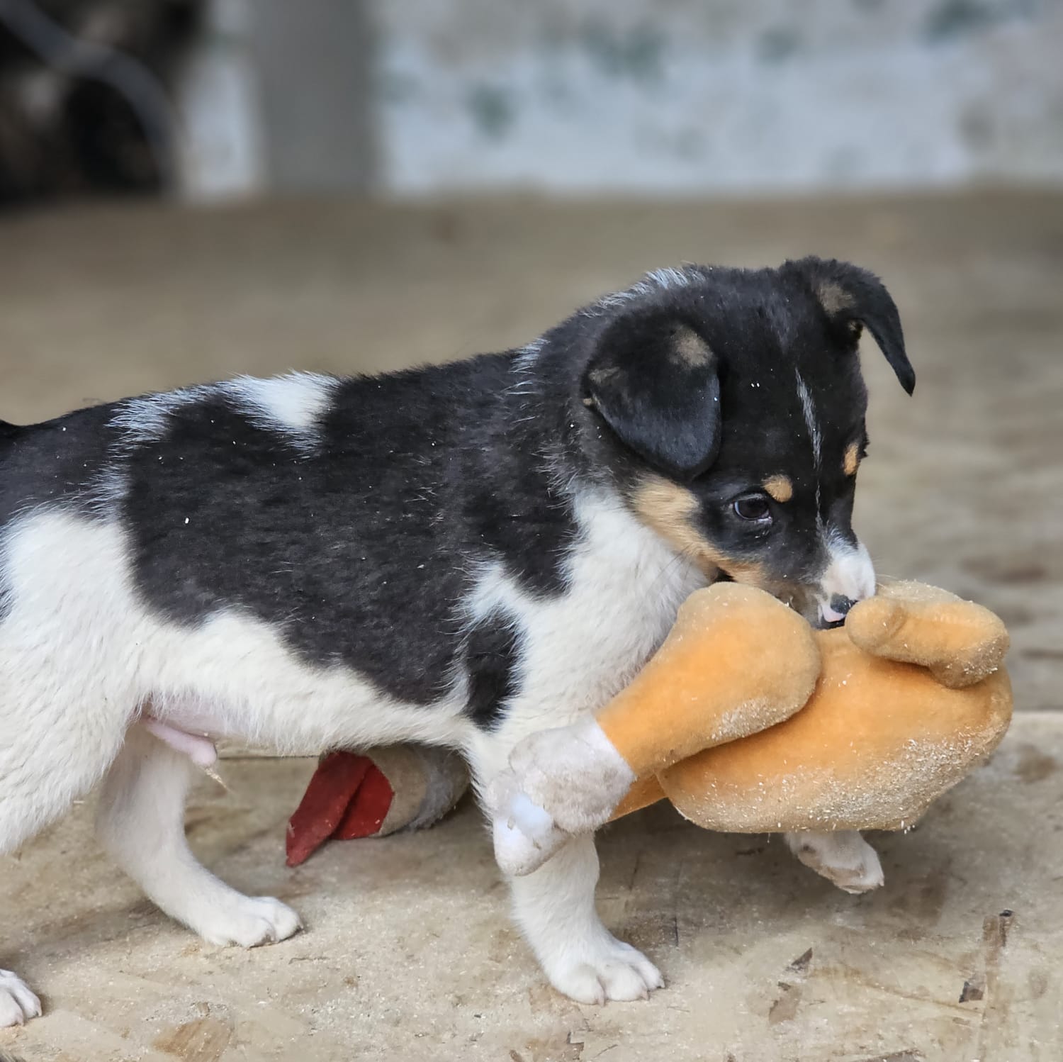 Pokémon Welpen Shiggi