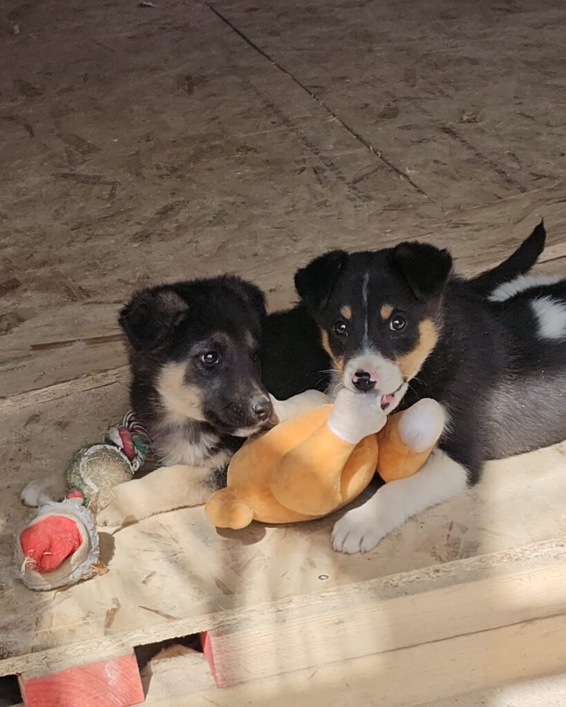 Pokémon Welpen Voldi Shiggi