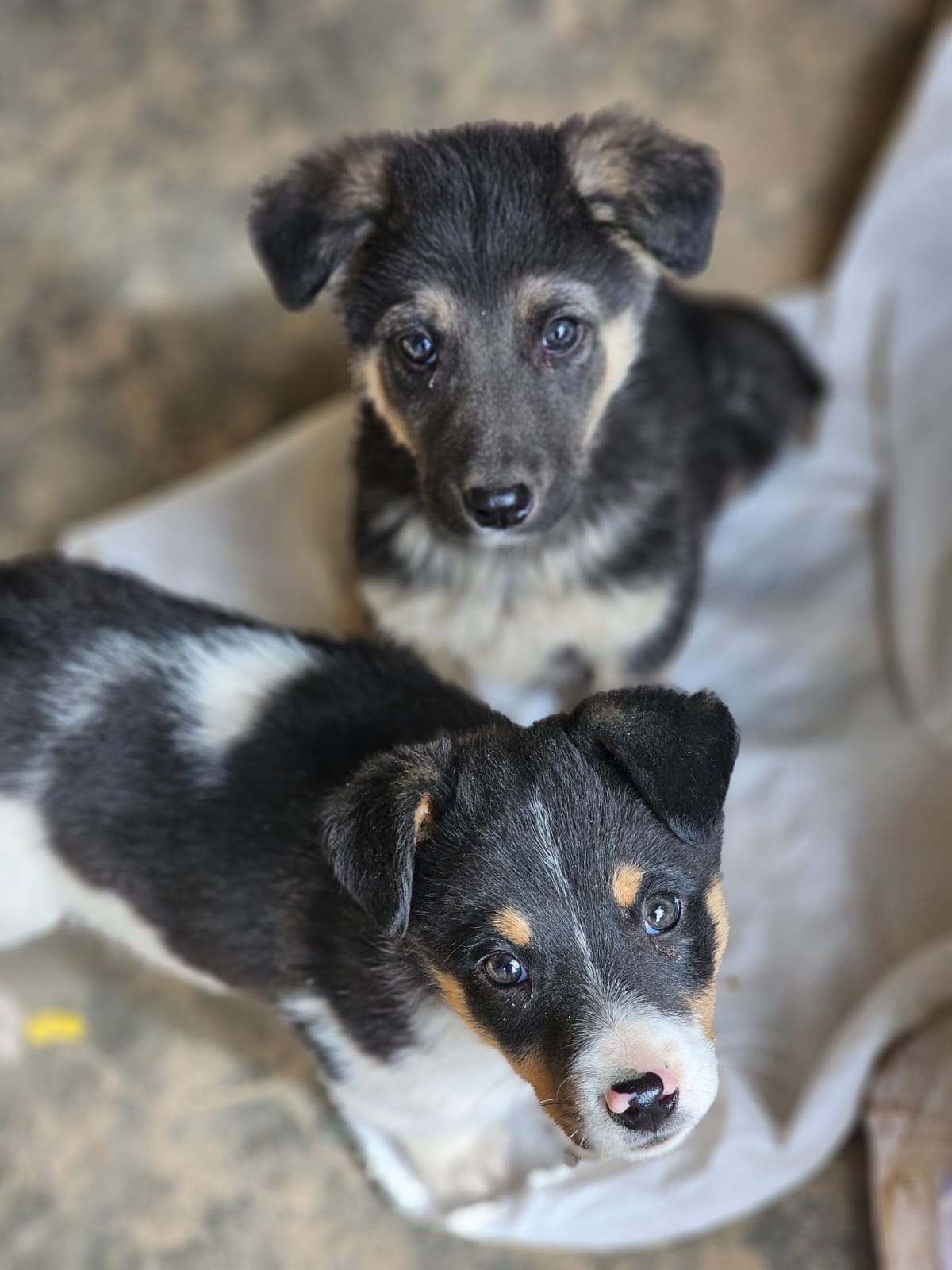 Pokémon Welpen Schiggy Voldi