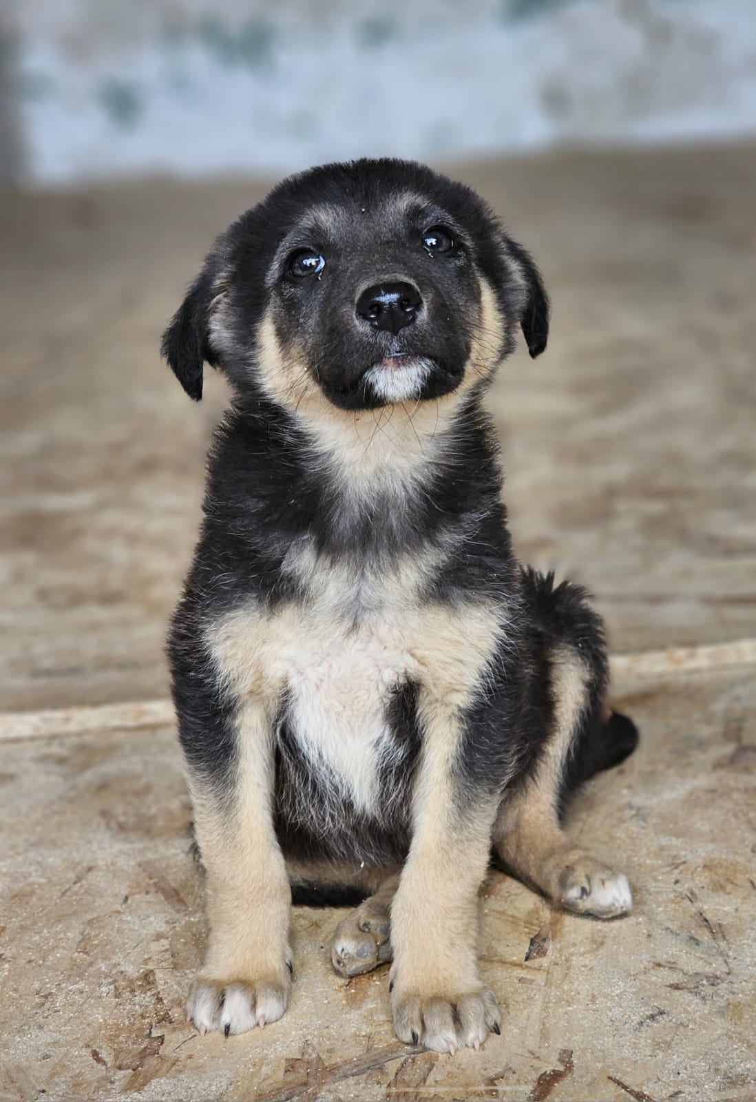 Pokémon Welpen Voldi