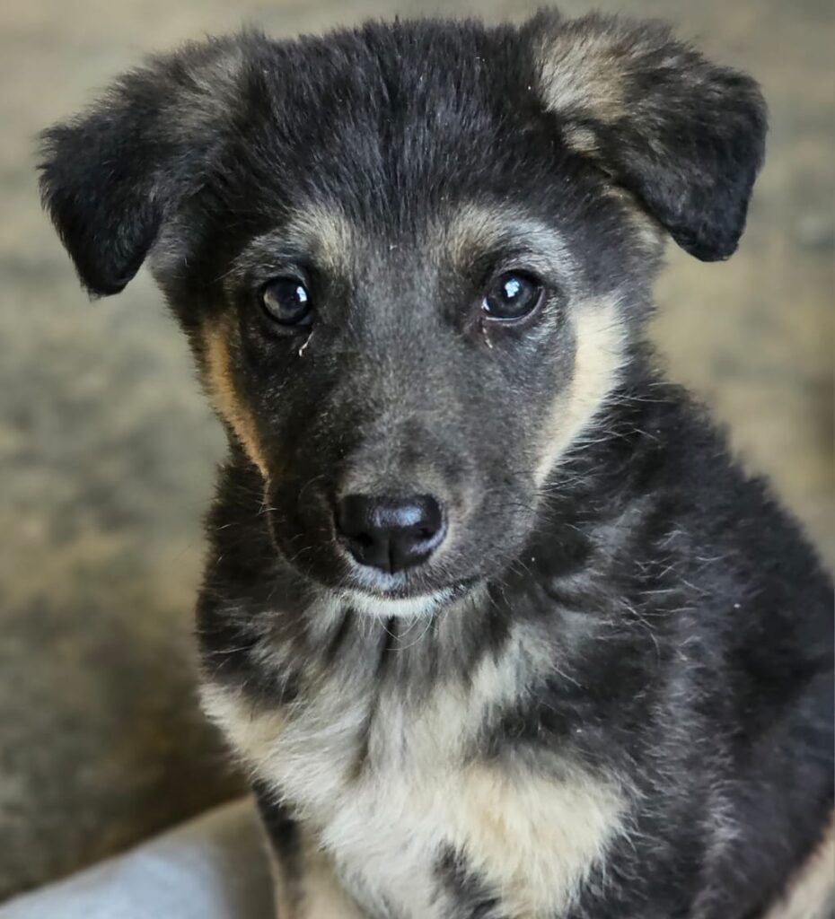 Pokémon Welpen Voldi