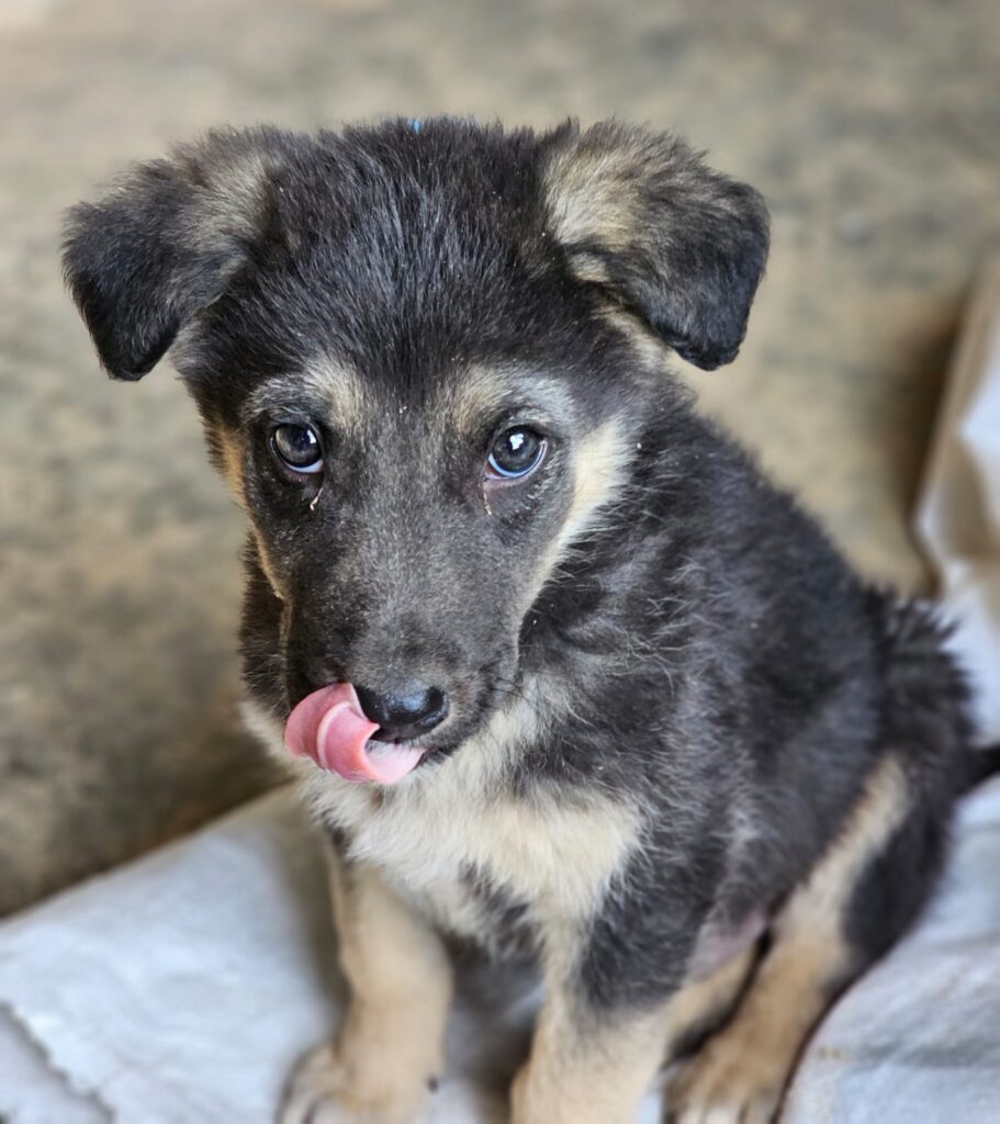 Pokémon Welpen Voldi