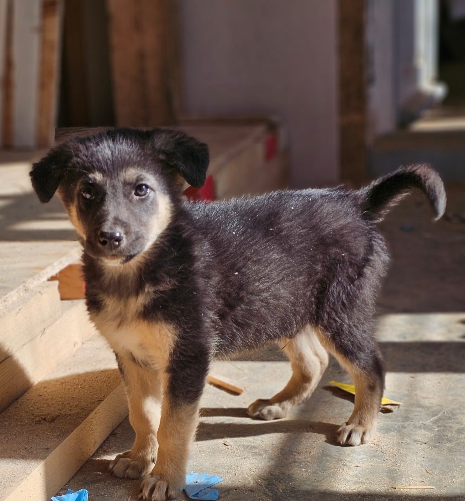 Pokémon Welpen Voldi