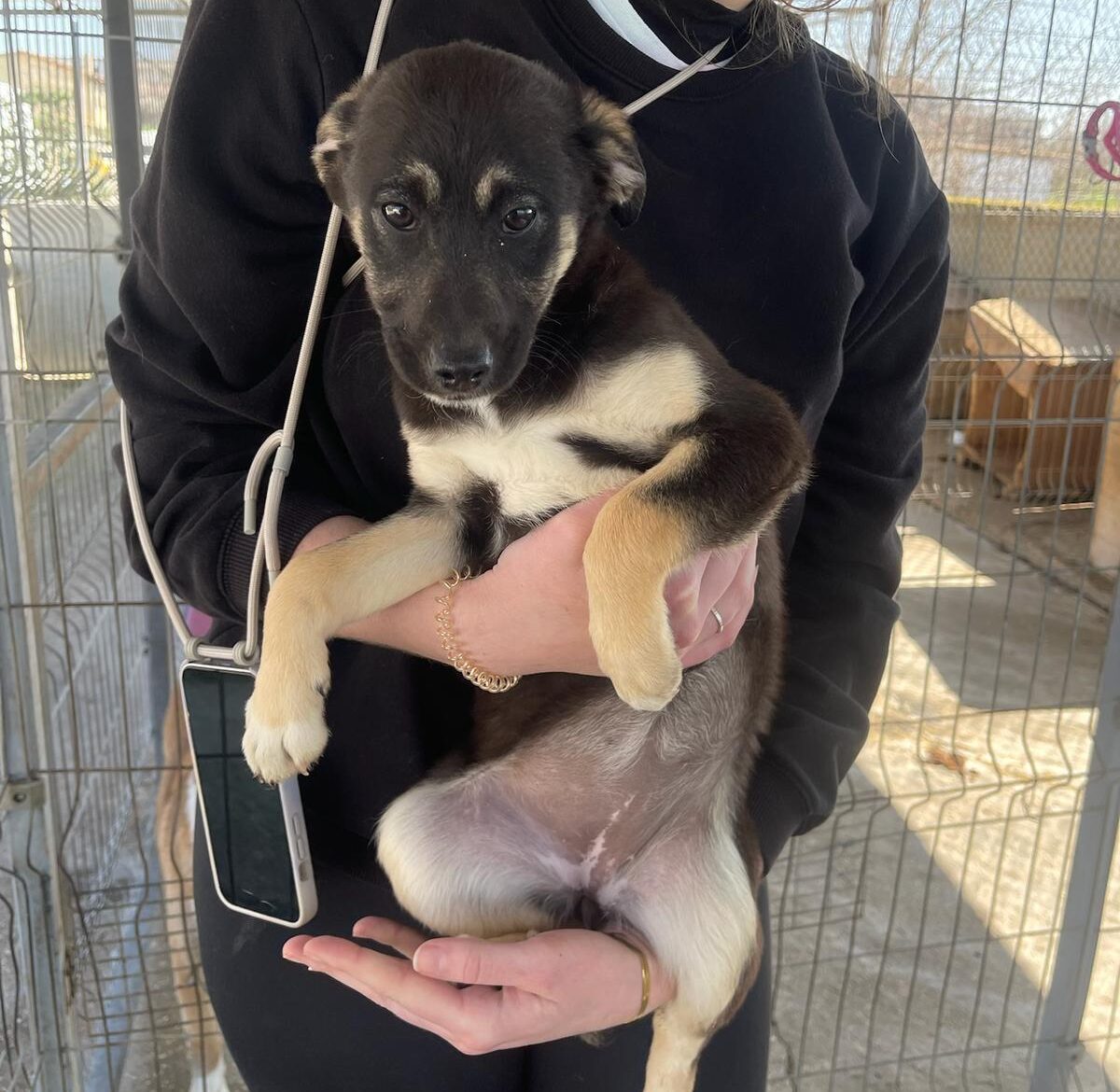 Pokémon Welpen Arkani