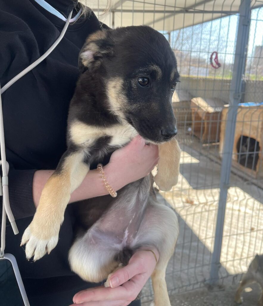 Pokémon Welpen Arkani