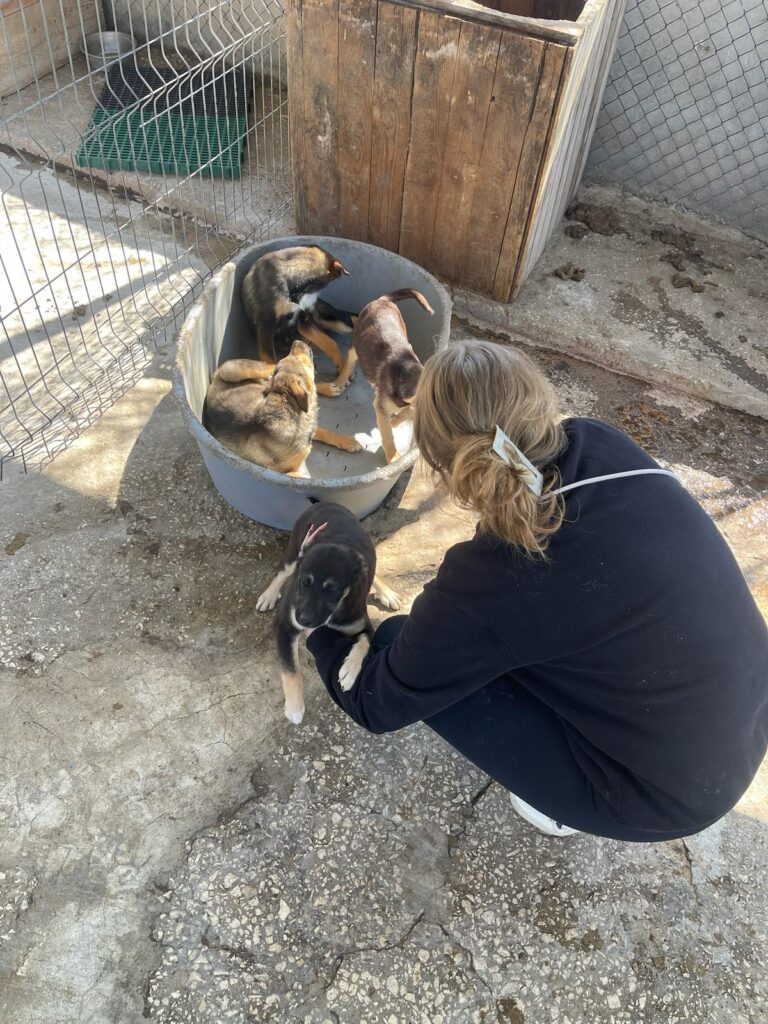 Pokémon Welpen Arkani, Cresselia, Pichu, Pamo