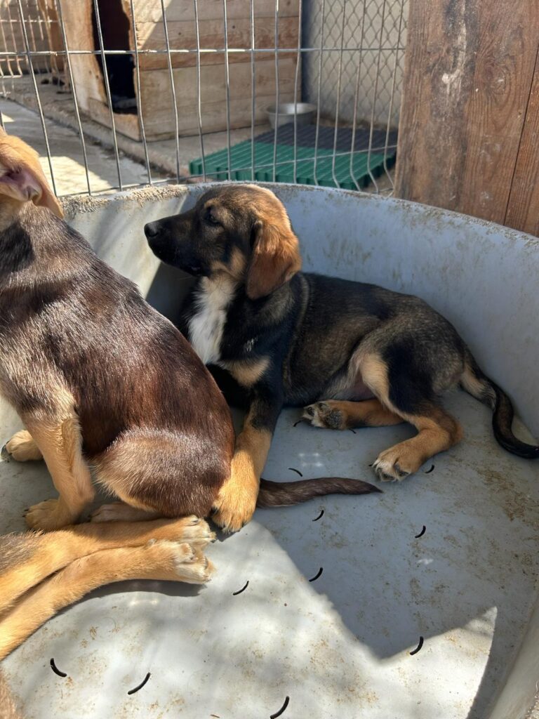 Pokémon Welpen Pamo