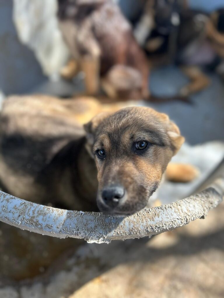 Pokémon Welpen Pichu