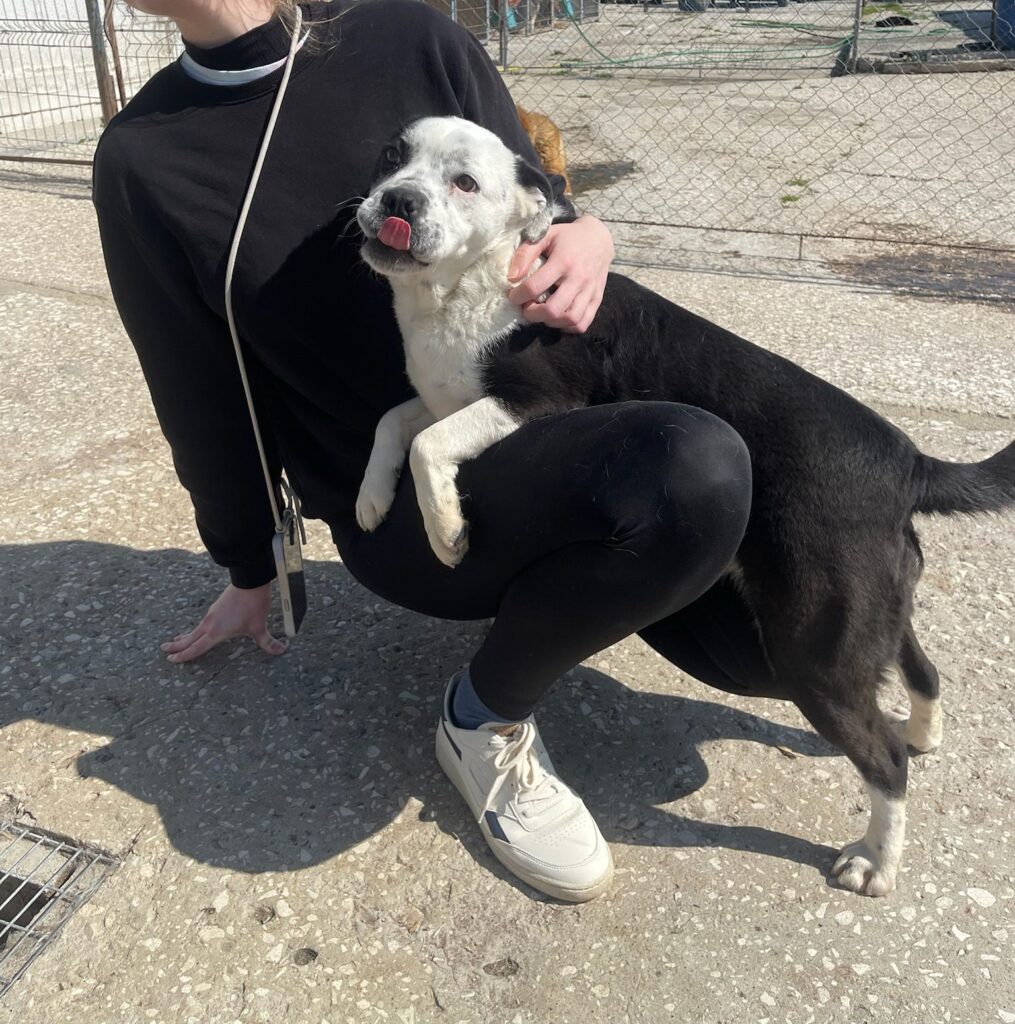 Hündin Mia adoptieren