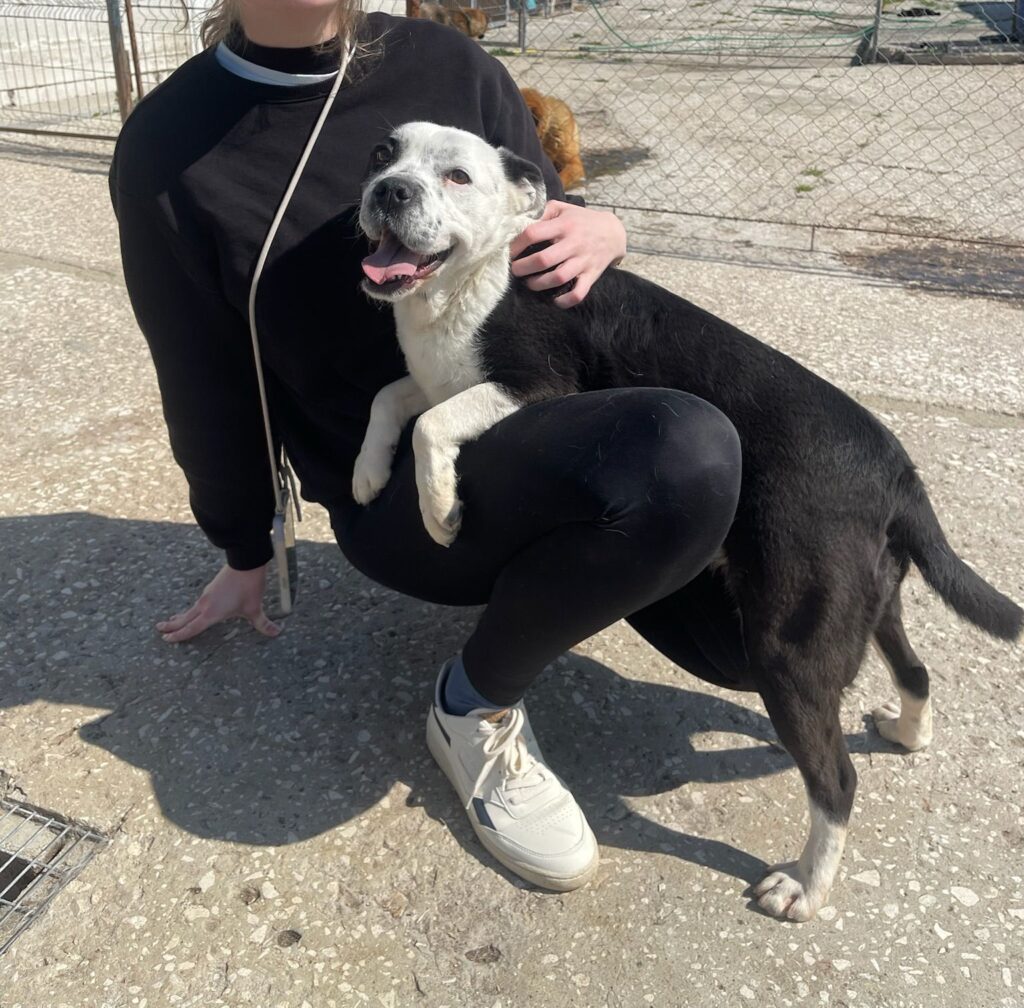 Hündin Mia adoptieren