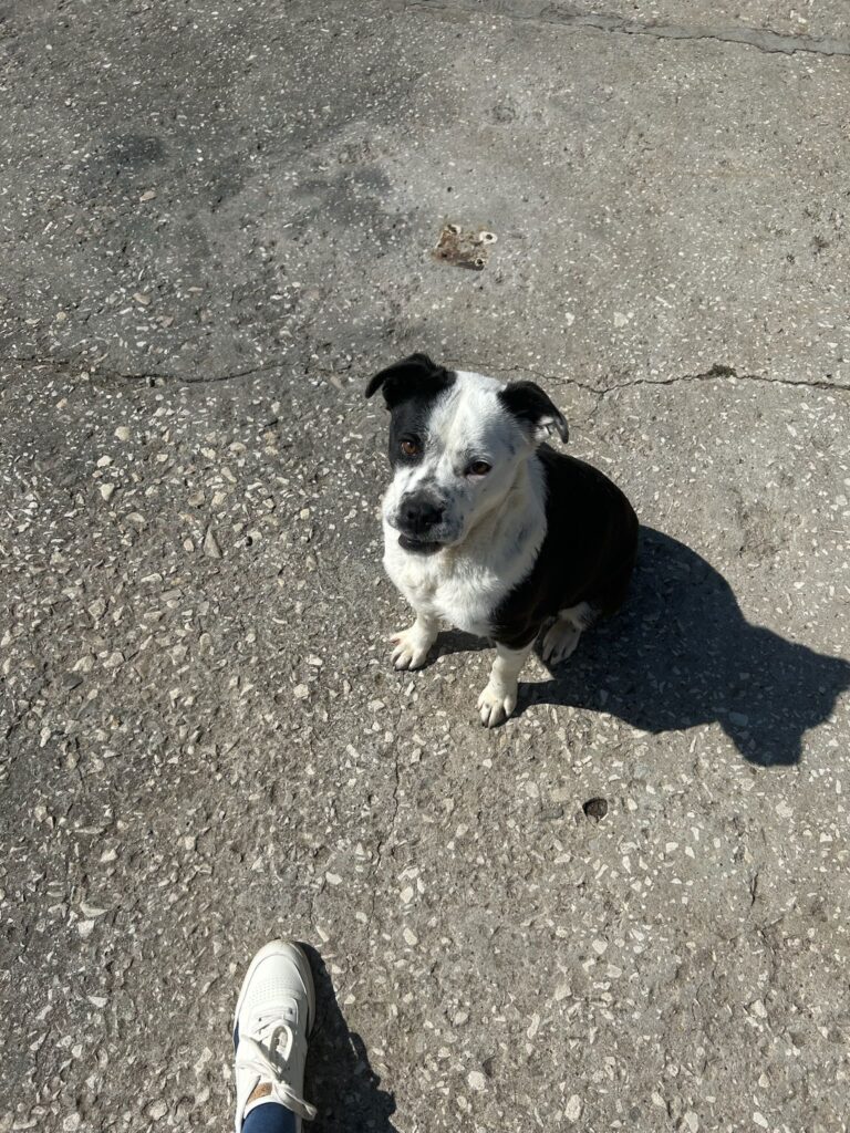 Hündin Mia adoptieren