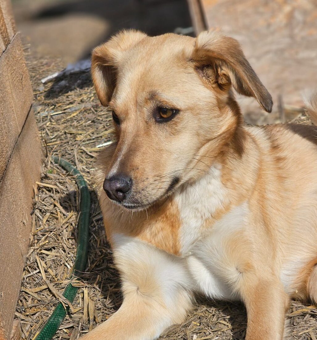 Hündin Serena adoptieren