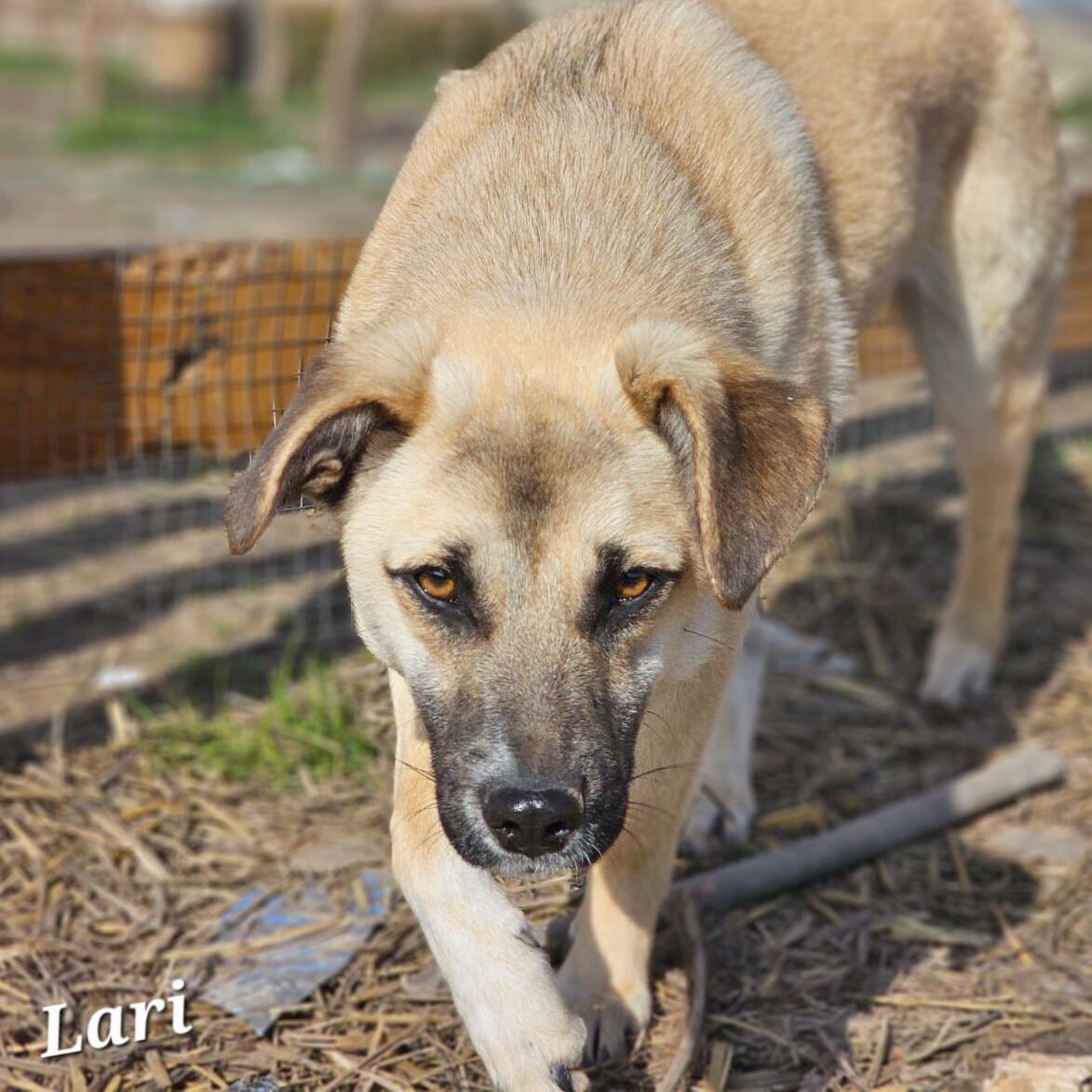 Lari