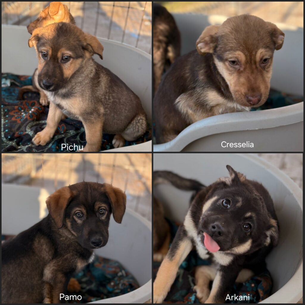 Cresselia, Arkani, Pichu, Pamo