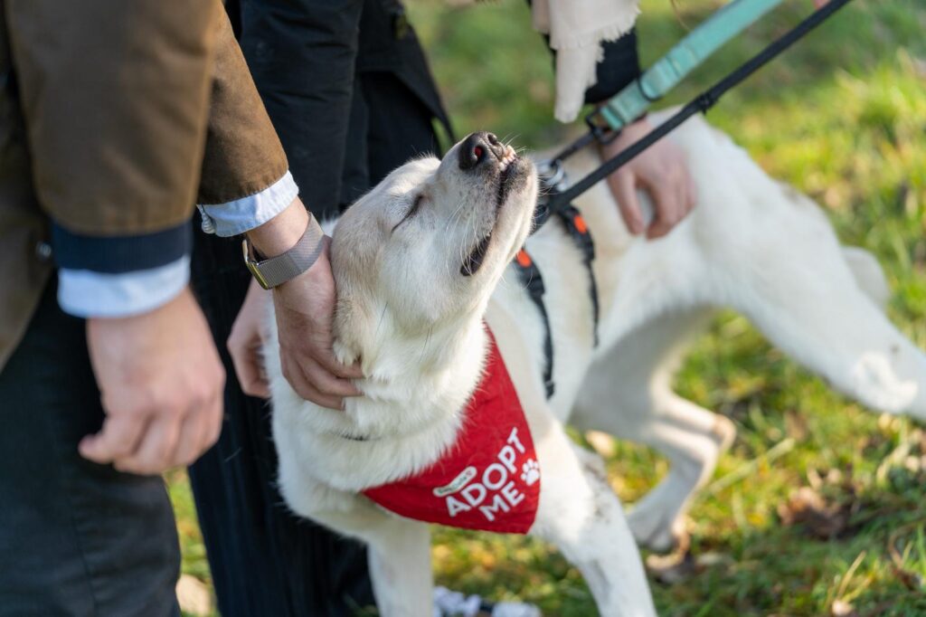 Adoptiere Hündin Bela
