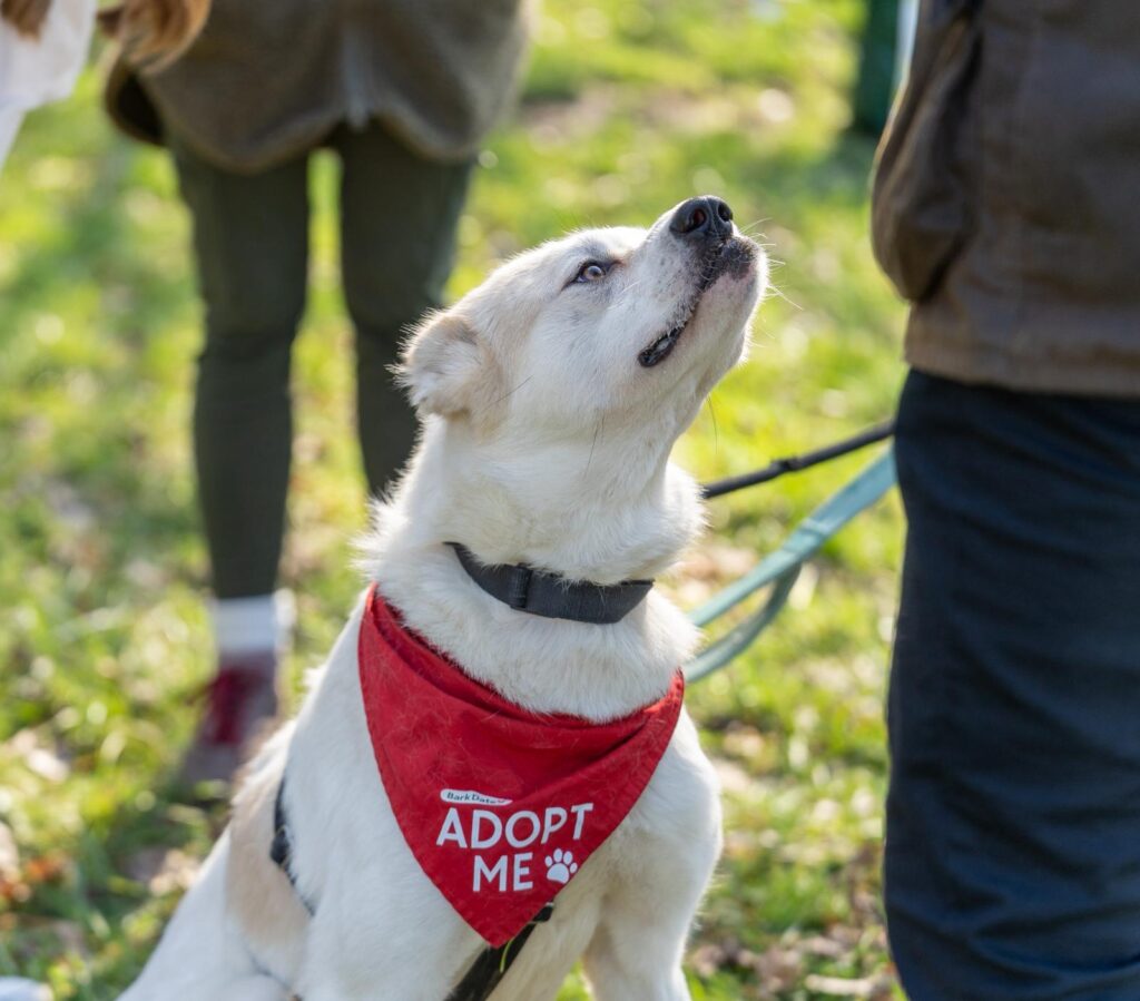 Adoptiere Hündin Bela