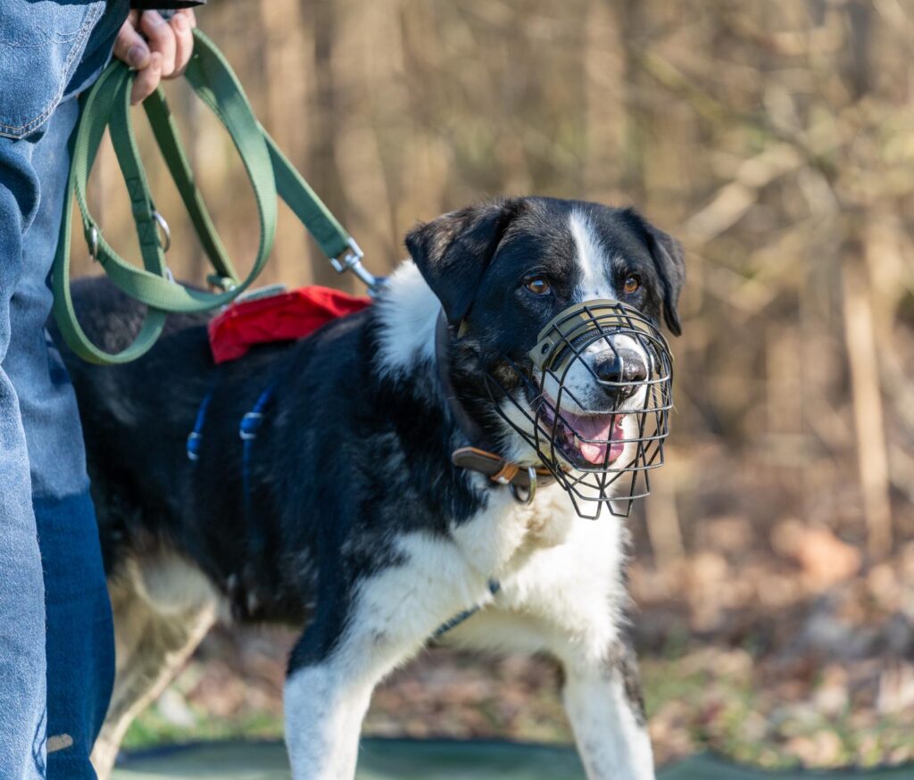Adoptiere Rüde Michael