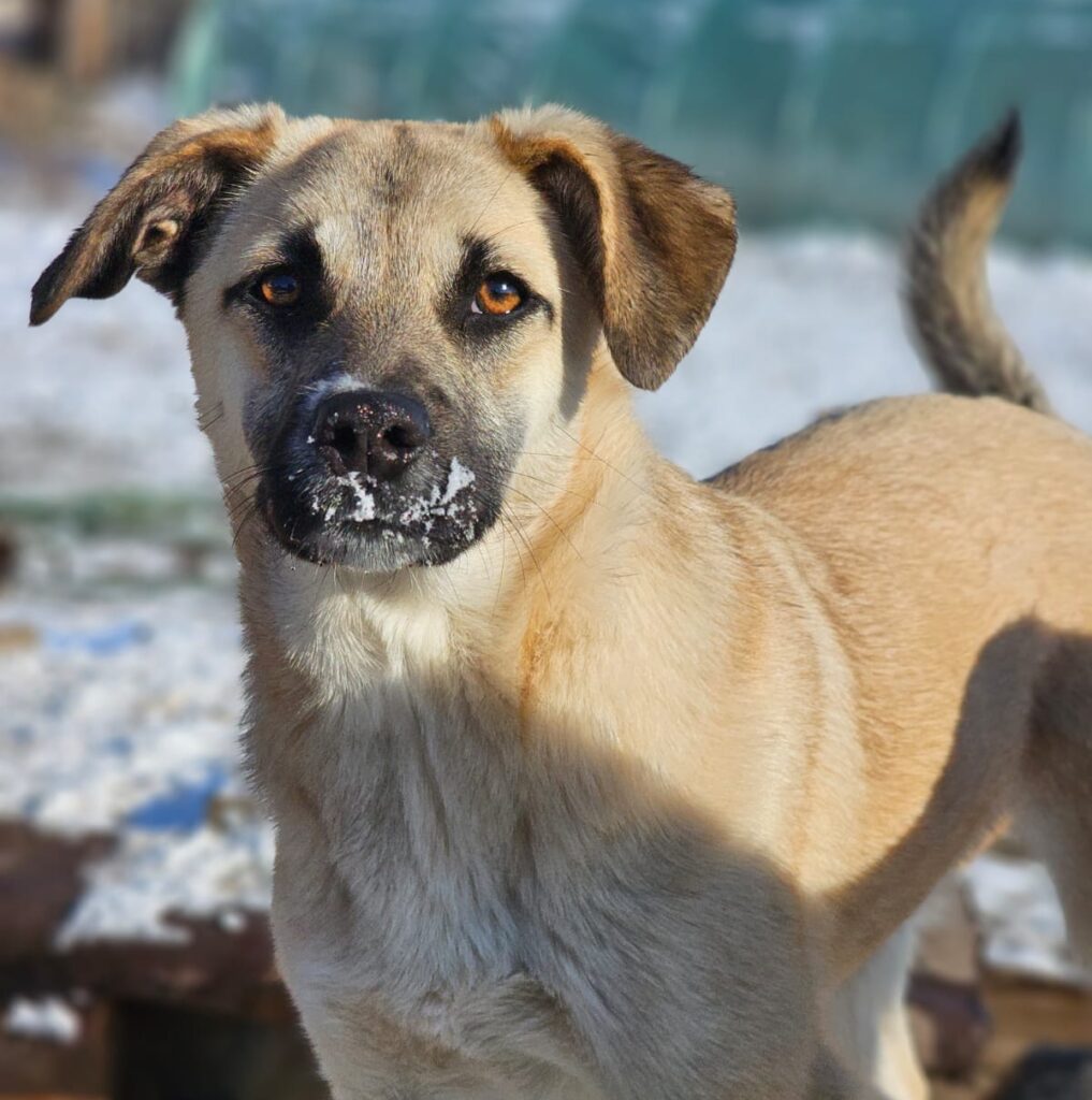 Hündin Lari adoptieren