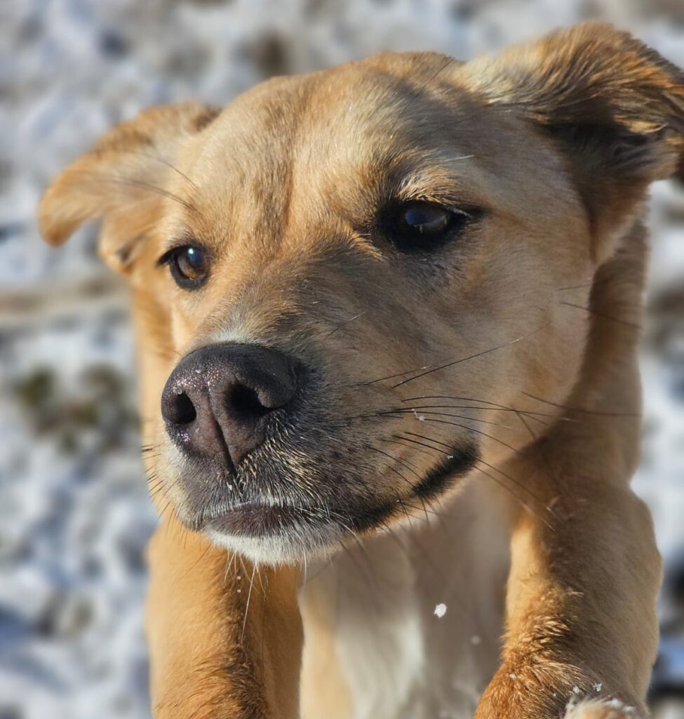 Hündin Serena adoptieren