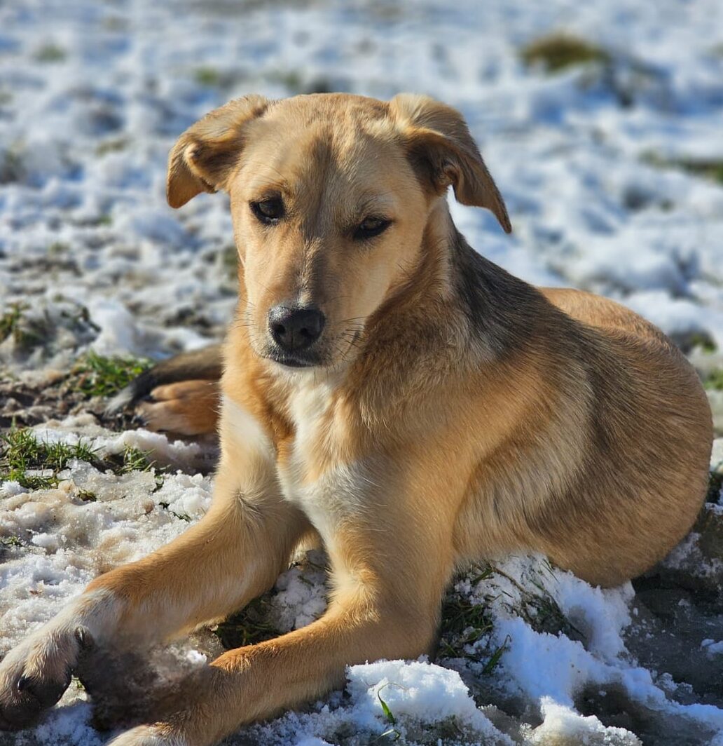 Hündin Serena adoptieren