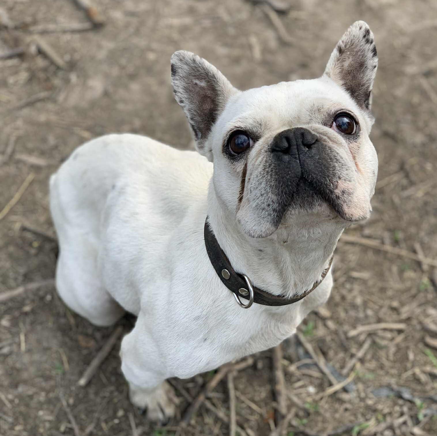 Hündin Erna adoptieren