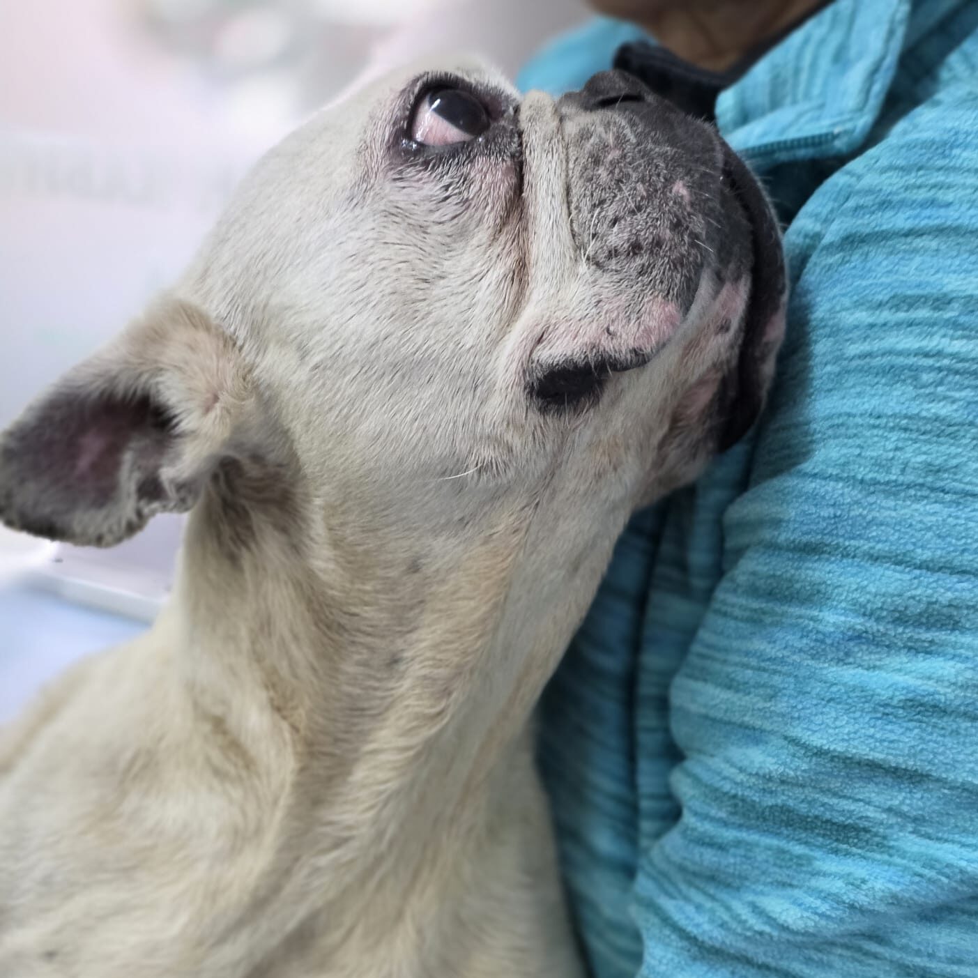 Hündin Erna adoptieren