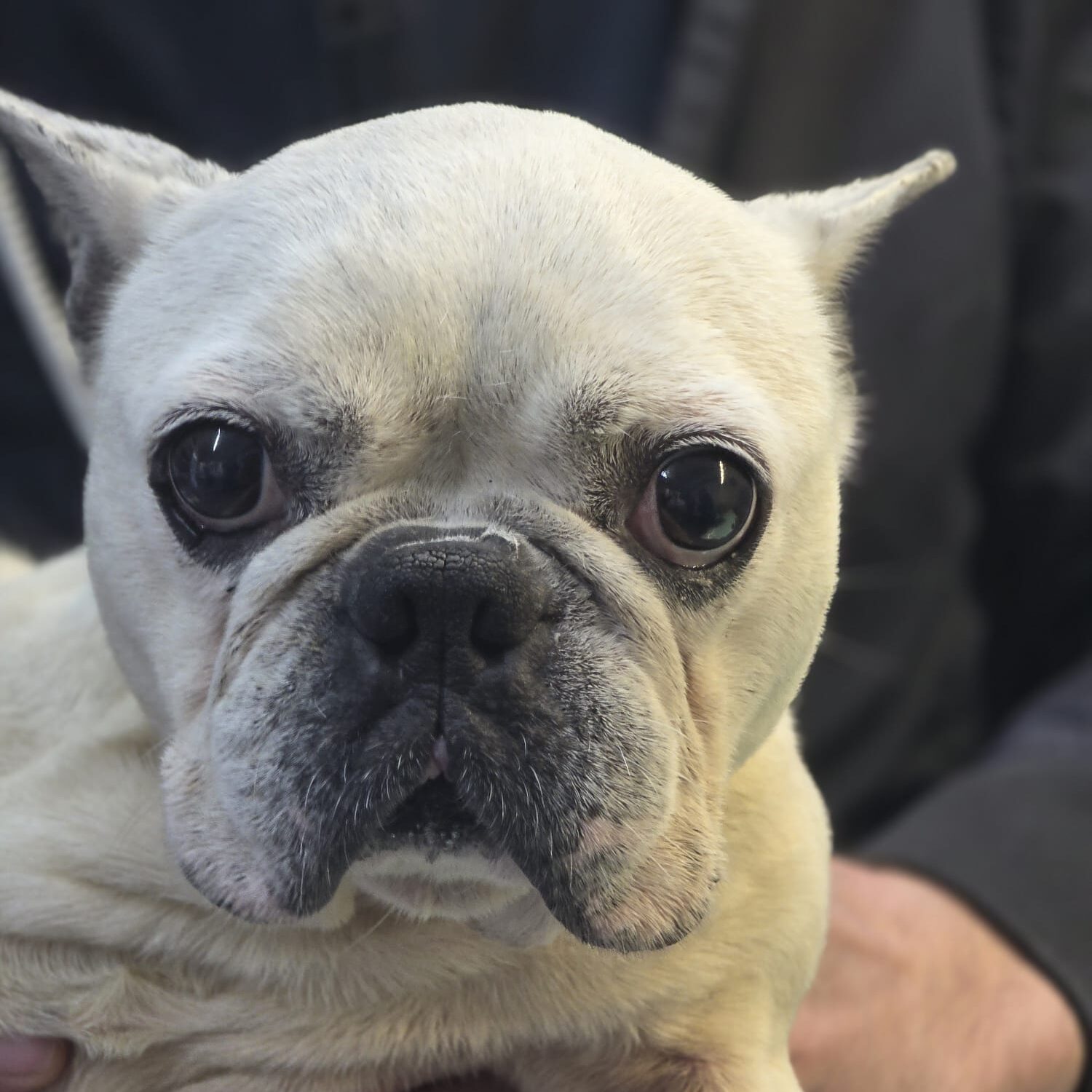 Hündin Erna adoptieren