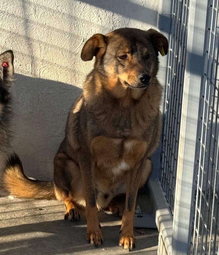 Adoptiere Rüde Ferdinand