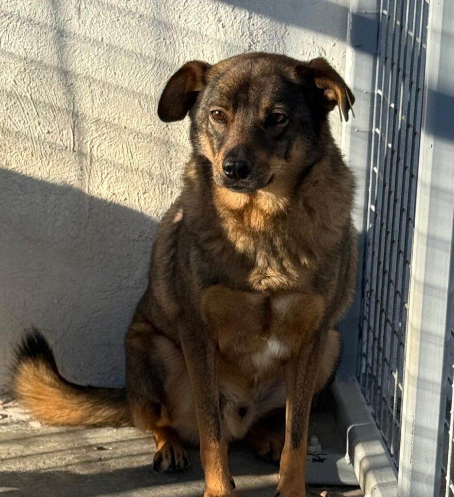 Adoptiere Rüde Ferdinand