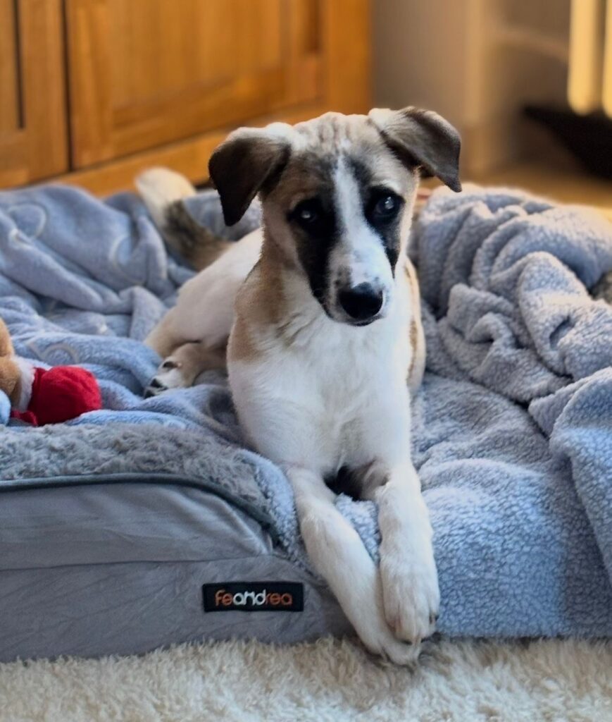 adoptiere Rüde Winny