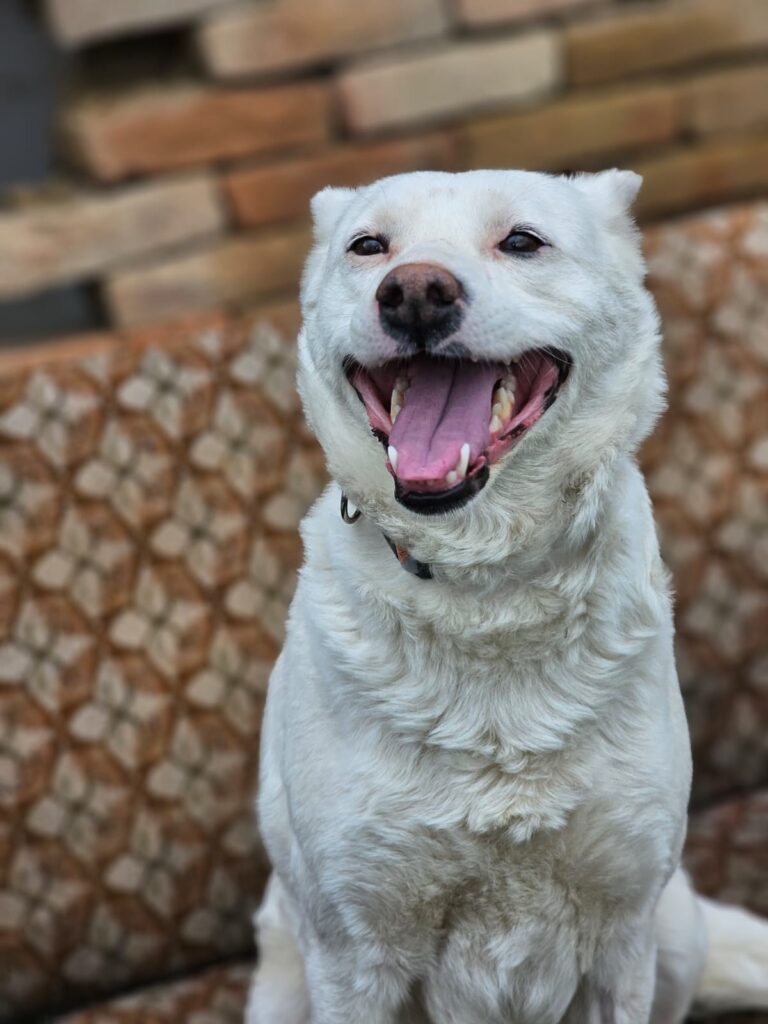 Fleur Hündin adoptieren