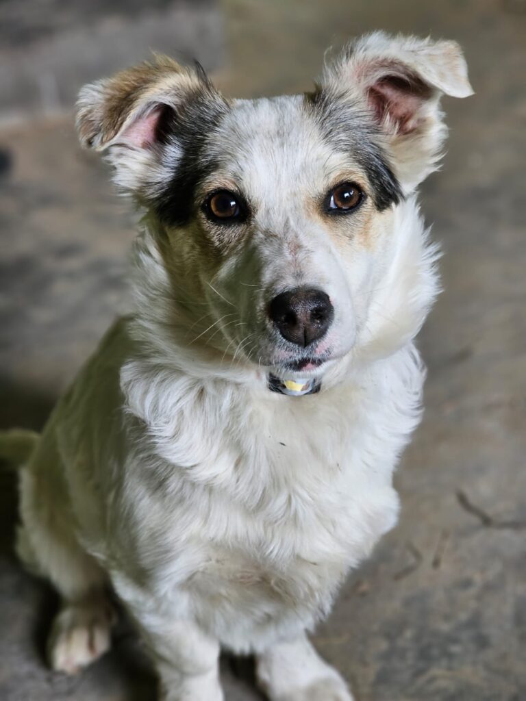 Adoptiere-Hedwig