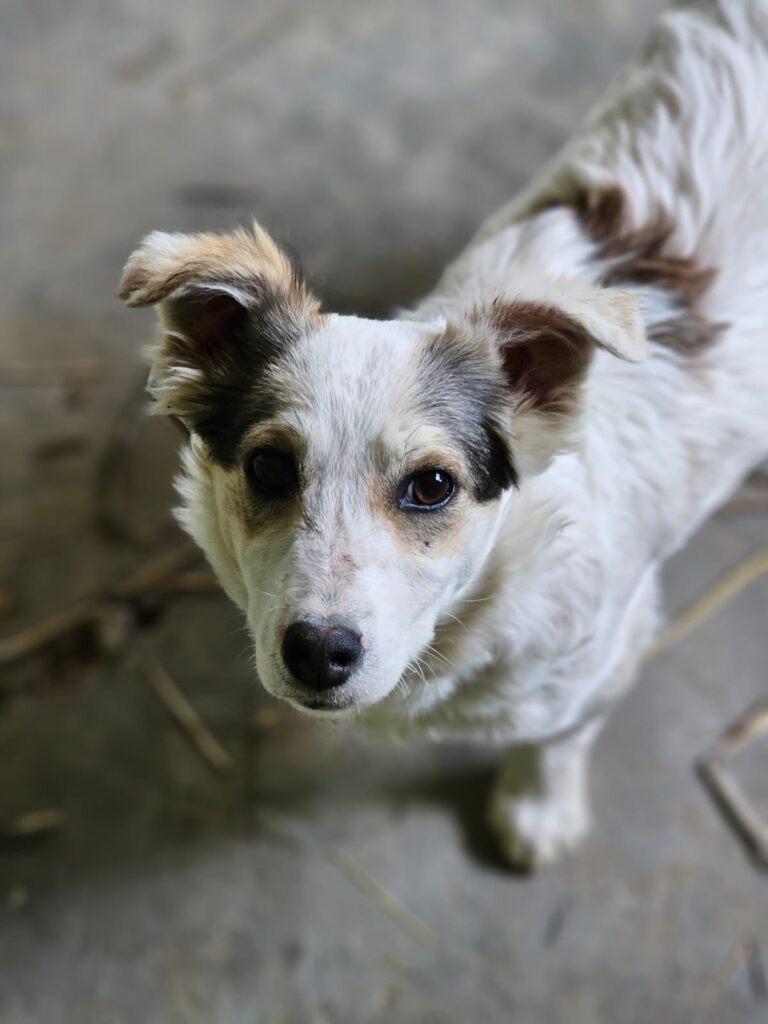 Adoptiere Hedwig