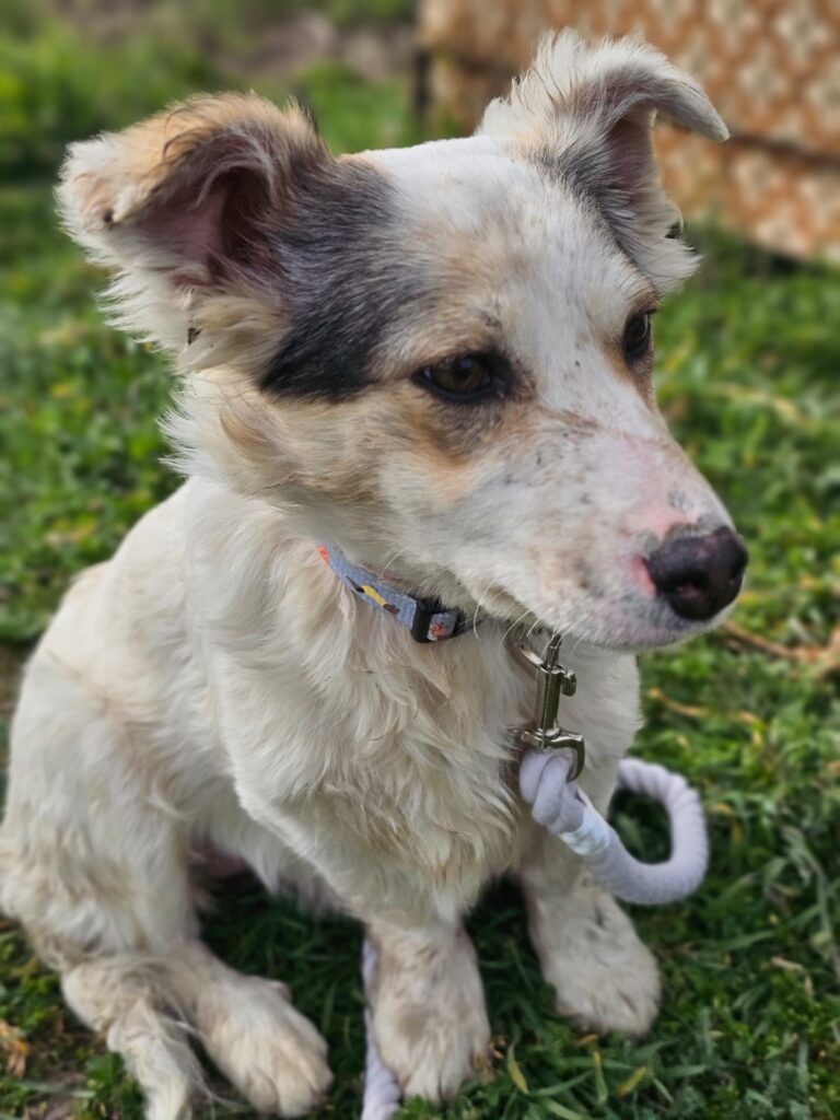 Adoptiere Hündin Hedwig