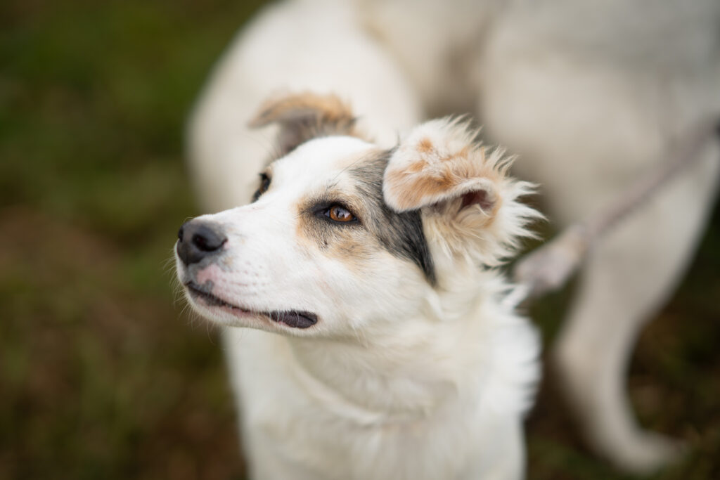 Adoptiere_Hedwig