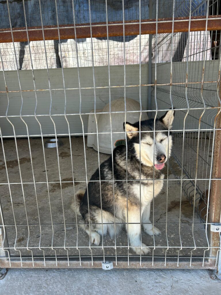 Hündin Niva adoptieren