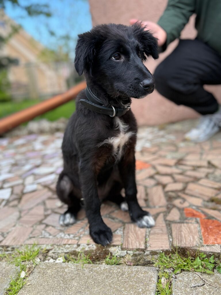 Hündin Tuli adoptieren